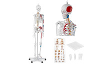 Anatomical models