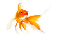 products for fish, aquariums, fish food, water filters, fish care products, aquarium heaters, aquarium air pumps, specialized fish diets, water conditioners, Anete.lv fish products