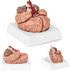 Cilvēka smadzeņu anatomiskais modelis 9 elementi mērogā 1:1