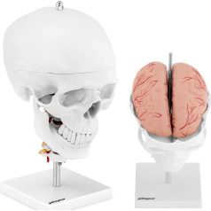 3D анатомическая модель черепа человека с 7 позвонками головного мозга в масштабе 1:1