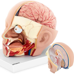 Cilvēka galvas un smadzeņu 3D anatomiskais modelis mērogā 1:1