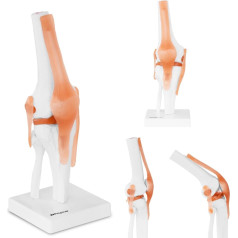 Анатомическая модель коленного сустава, масштаб 1:1