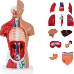 Cilvēka rumpja 3D anatomiskais modelis