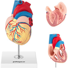 3D cilvēka sirds anatomijas modelis
