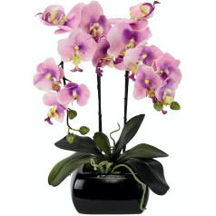 Orhideja podiņā