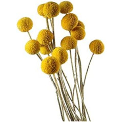 DongArts 30 Stängel/Packung getrocknete echte natürliche Craspedia-Blumen, Billy-Button-Kugeln 45 cm hoch für Heim-Hochzeitsdekoration