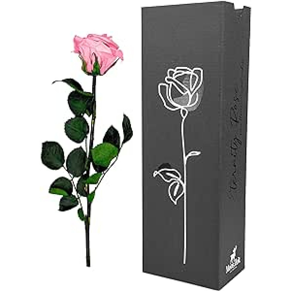 Moos Zeit KUNST DER NATUR Pink Infinity Rose with Stem, Real Preserved Rose in Premium Gift Box, Eternal Flower with Rose Fragrance, Durable up to 3 Years