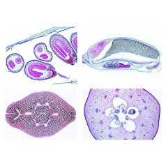 Bioloģijas mikroskopijas mikropreparātu sērija: ziedoši augi (magnoliopsida): ziedēšana