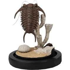 Echtes Trilobit-Fossil – Trilobit-Fossil-Harzmodell – 15,7 cm großes rohes Trilobit-Exemplar für die Dekoration von Muschelfossilien im Bücherregal auf dem Schreibtisch