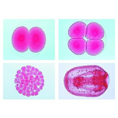 Bioloģijas mikroskopijas Micropräparate sērijas ķermeņa veidošanas un kustību sistēma