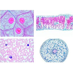 Bioloģijas mikroskopijas mikropreparātu sērija: I sērija. Šūnas, audi un orgāni, 13 preparāti
