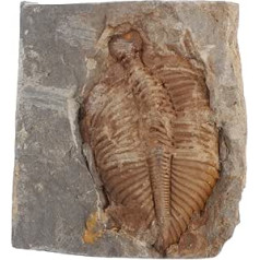 Helvian Trilobiten- Meeresschmuck Aus Echten Trilobiten Künstliches Trilobit-Modell Skulptur Dekor Mariner Echter Trilobit Paläontologie Trilobiten-Figur Meeresdekor Schmücken Ozean