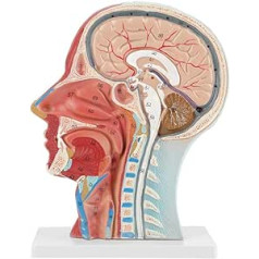 Anatomiskais cilvēka anatomiskais pusgalvas un sejas anatomija Medicīniskais smadzeņu kakls vidējās daļas pētījuma modelis