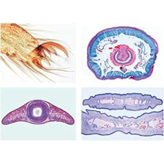 Bioloģijas mikroskopija Micropräparate Series_ Centrālā nervu sistēma