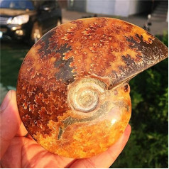 1 Piece Natural Shell Fossil Jurassic Fossil Disc Nautilus Madagascar Ammonites Super Beautiful Unique Fossils 110 mm