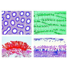 Bioloģijas mikroskopijas mikroproporātu sērija — augi bez ziediem (Cryptogamae): pamata sērija