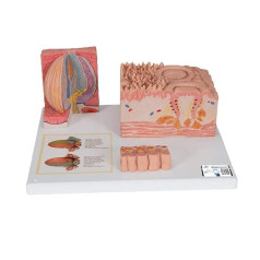 3B Scientific Human Anatomy — Microanatomy™ Tongue + bezmaksas anatomijas lietotne — 3B Smart Anatomy