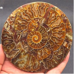 1 Piece Natural Snail Bowl Fossil Jurassic Fossil Disc Half Opener Nautilus Madagascar Ammonite Fossil + Shell Holder 1 Piece