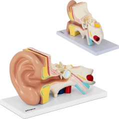 3D анатомическая модель человеческого уха