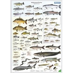 ENTILA plakāts: Vācijas saldūdens zivis / Daudzi svarīgi galamērķi / Lieliski piemērots mācībām zvejnieka pārbaudījumam un jebkuram zvejniekam (Closed Seasons Bavaria)