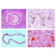 Bioloģijas mikroskopija Micropräparates sērija Ziedoši augi (Magnoliopsida): augļi un sēklas