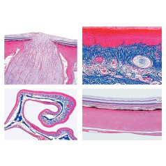 Bioloģijas mikroskopu mikropreparātu sērija _ endokrīnā sistēma