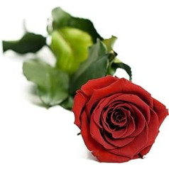 Carpe Diem Infinity Rose, Long Stem Roses