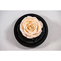 YourRoses® Real Premium Roze stiklā ar skaistu dāvanu kastīti, ilgu izturību un elegantu dāvanu kā mīlestības zīmi, dāvana no sirds (šampanietis)