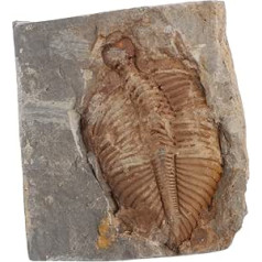 SOLUSTRE Trilobiten- künstliches Trilobit-Modell Schmuck Meeresdekor Trilobiten-Figur Skulptur Dekor Trilobiten-Skelettstatue real Probe Paläontologie Ozean roher Stein