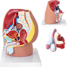 3D vīriešu iegurņa anatomiskais modelis 1:1 mērogā