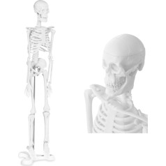 Cilvēka skeleta anatomiskais modelis 47 cm