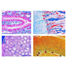 Biology Microscopy Micropräparate Series_ Histology:Mammals (Basic series)