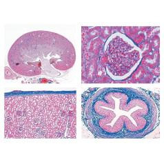 Micro Preparation Series - Urinary System