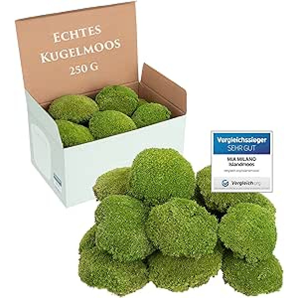 Ball Moss Gaiši zaļa Konservēti 250 g Īstas sūnas sūnām Izturīgas sūnas amatniecībai, laikapstākļiem izturīgas gaiši zaļas Islandes sūnas