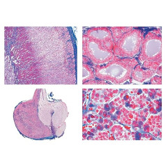 Bioloģijas mikroskopu mikropreparātu sērija_ reproduktīvie orgāni