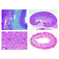 Bioloģijas mikroskopijas mikroskopijas sērija — šūnas, audi un orgāni