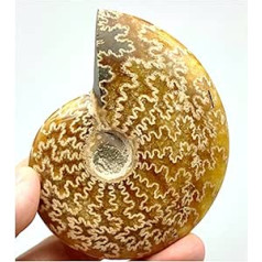 NirWa Large Chrysolite Fossil - Ammonite Fossil Snail Specimen - for Home Office Decoration, 9 x 7.3 x 2 cm/3.54 x 2.87 x 0.78 inches