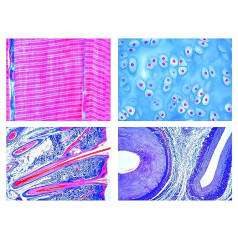 LIEDER Biology mikroskopu mikropreparātu sērija: zīdītāju histoloģija (zīdītāji), pamata sērija, 25 preparāti.