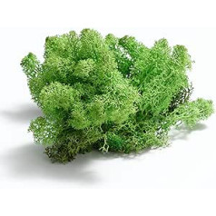 Generisch Iceland Moss - Moss for Crafts, Moss Picture and Model Making, Real Preserved Natural Moss, Decorative Moss for Easter, Christmas Decoration