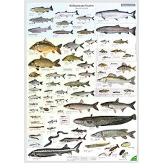 ENTILA plakāts: Vācijas saldūdens zivis / Daudzi svarīgi galamērķi / Lieliski piemērots mācībām zvejnieka pārbaudījumam un jebkuram zvejniekam (Saksijas izdevums)