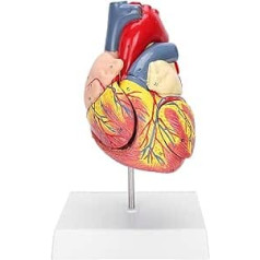 Brrnoo cilvēka sirds modelis 48 Anatomiskās iekšējās struktūras Medicīnas sirds modelis Anatomiski precīzs numurēts 2 daļās 3 x noņemamas daļas izglītības nolūkos