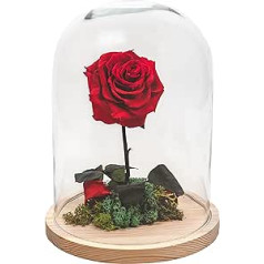 Real Eternal Rose in Glass, Preserved Rose, Red Rose in Glass Dome, Gift for Wife, Girlfriend, Birthday, Valentine's Day