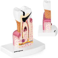 Slimā cilvēka zoba anatomiskais modelis mērogā 6:1