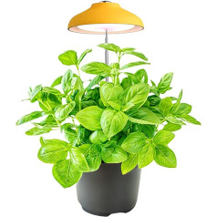 Ninfa lietussargu lampa ar pilna spektra gaismu (5 W, 3500 K, 240 lūmeni, USB, 1,5 A/5 V) — LED augu lampa ar 4 krāsām, 120 grādu stara leņķis — augu gaisma ar automātisko taimeri (dzeltens)