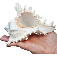 Avalon Murex Ramosus Exotic Shell Chicoreus Ramosus Diezgan balts gliemežvāku dekors Tillandsia Murex kolekcionējams apvalks Dekoratīvie mājas aksesuāri Akvārijs (1, 10-15cm)