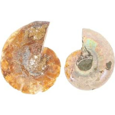 Zīmola Helvian Ammonite izglītojošas rotaļlietas bērniem Amonīta modeļi Crystal Decor zaigojošs amonīts Shell paraugs Amonīta rotaslietas laboratorijas piederumi pārtikas paraugs Puzles studentu komplekts pa 20