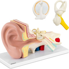 Cilvēka auss 3D anatomiskais modelis ar noņemamām daļām, mērogs 3:1