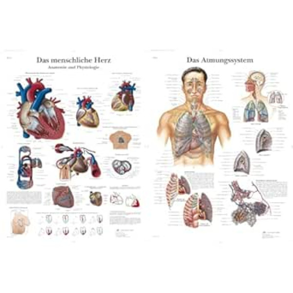 3B Scientific VR0334L Laminēta anatomijas un patoloģijas diagramma Cilvēka sirds un izglītības diagramma Elpošanas sistēma
