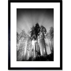 9x7 '' TREES LIGHT FOG BLACK WHITE FRAMED ART PRINT PICTURE MOUNT PHOTO F97X1561