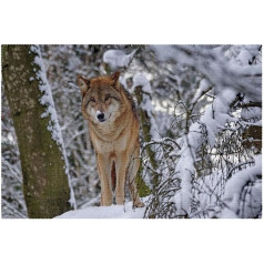 Tbouobt Tekstila paliktņi, mazgājami paliktņi pusdienu galdam, 6 komplekti, Snow Wolf